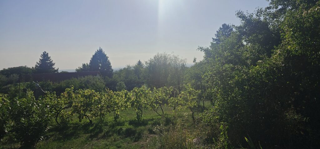 20250811_172818_resized